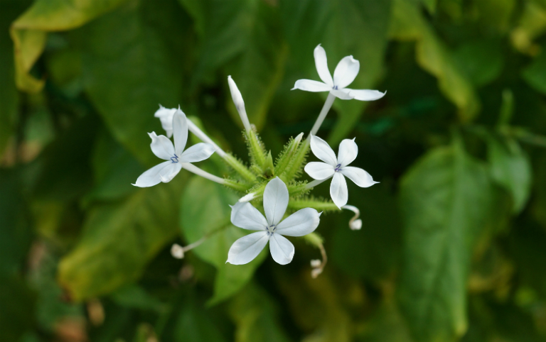 Bạch hoa xà hay còn gọi là đuôi công, bạch tuyết hoa,... là một dược liệu để bào chế thuốc trong Đông y.