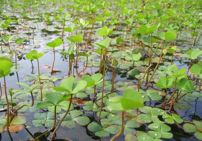 Cây rau bợ thường sống ở môi trường đầm lầy