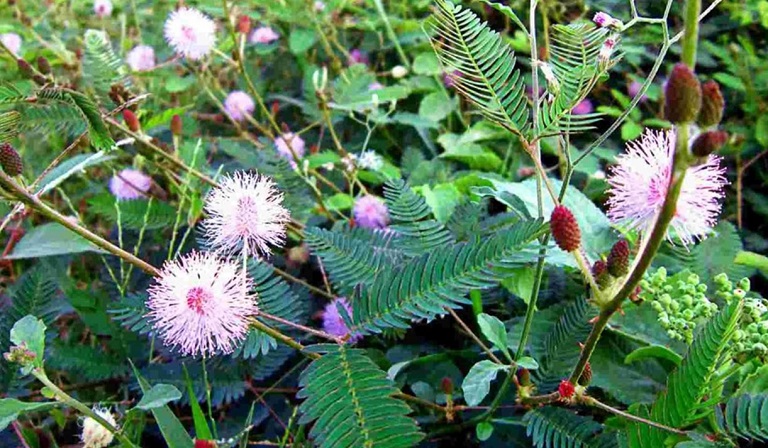 Cây trinh nữ có tên khoa học là Mimosa pudica L