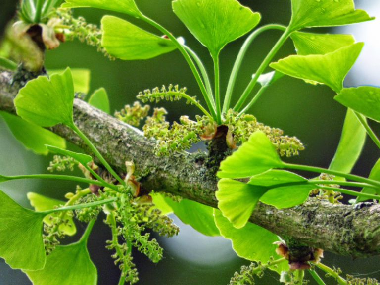 Chất Ginkgo biloba có nguồn gốc từ lá và trái của cây Bạch quả.