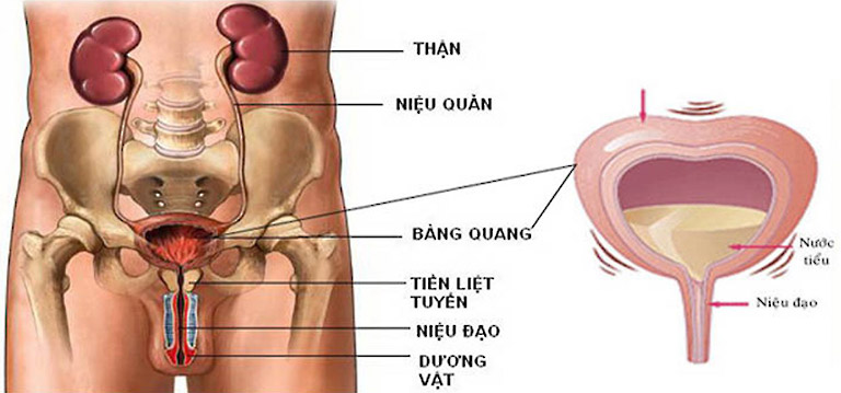 Vị trí và chức năng của bàng quang