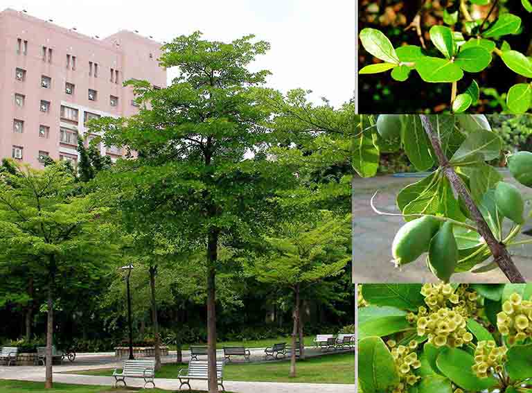 Lá của cây bàng Đài Loan có đặc điểm nhỏ hơn lá của các loại bàng khác