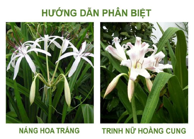 Phân biệt cây náng hoa trắng và cây trinh nữ hoàng cung