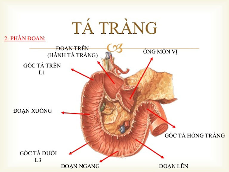 Tá tràng là gì? Vị trí, cấu tạo, chức năng