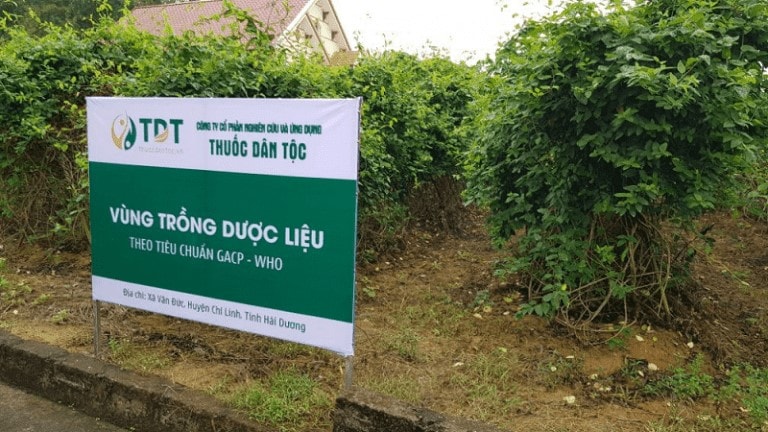 Thảo dược được cung cấp bởi hệ thống dược liệu sạch